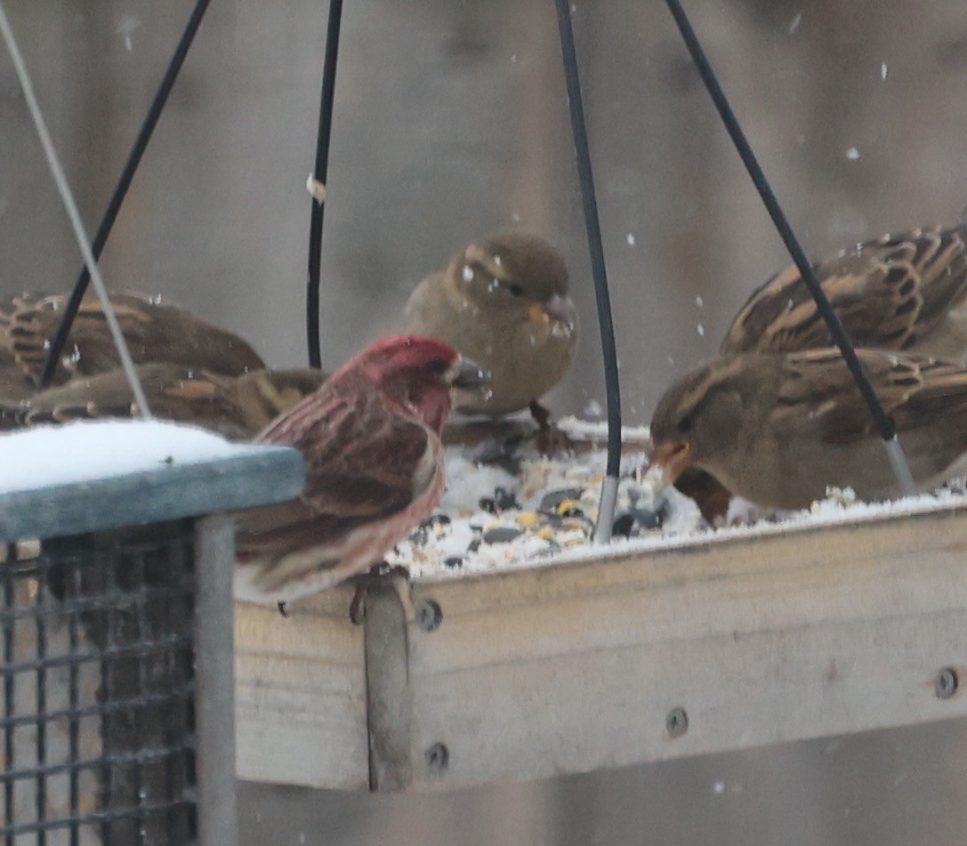Purple Finch - ML646322008