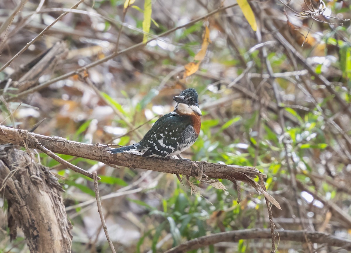 Green Kingfisher - ML646322011
