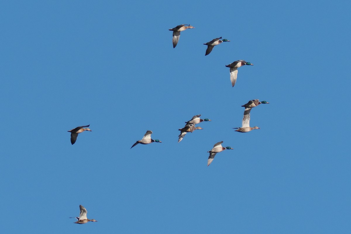 Mallard - ML646322012