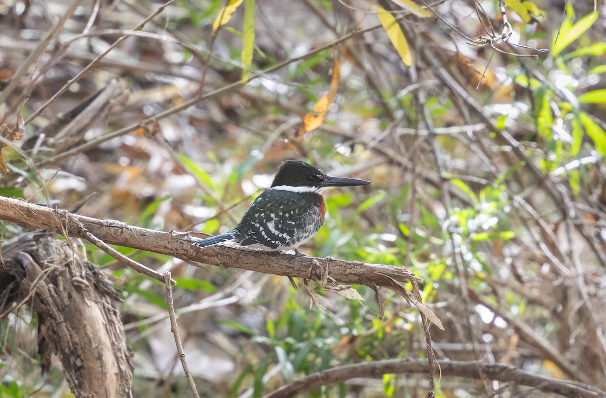 Green Kingfisher - ML646322013