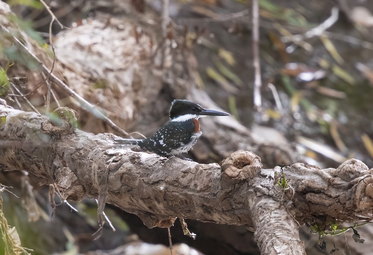 Green Kingfisher - ML646322014