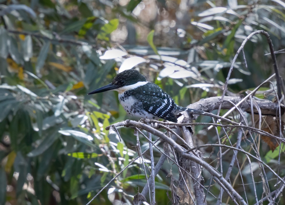 Green Kingfisher - ML646322015