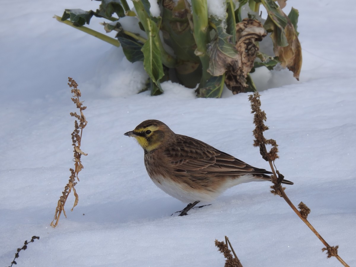 Allodola golagialla - ML646322016