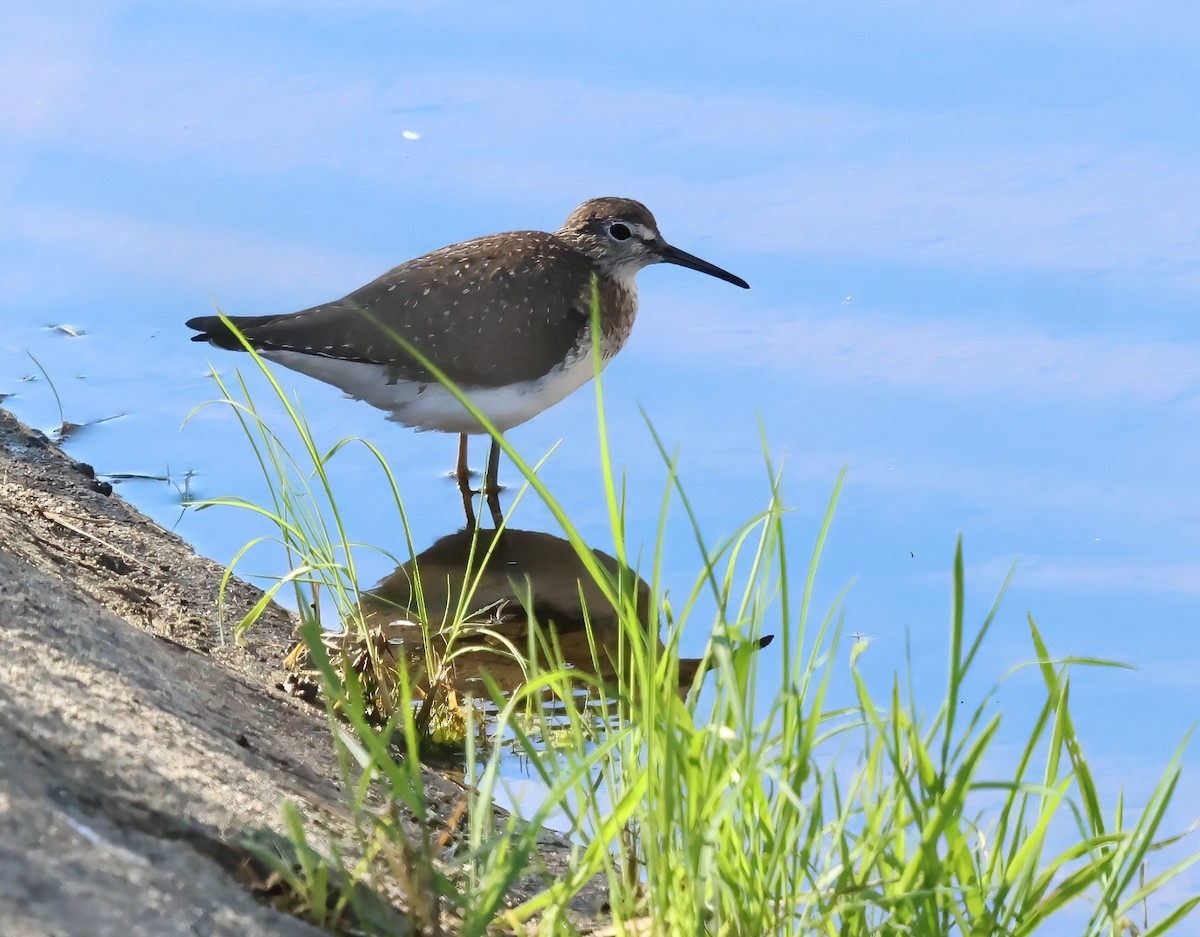 Solitary Sandpiper - ML646322017