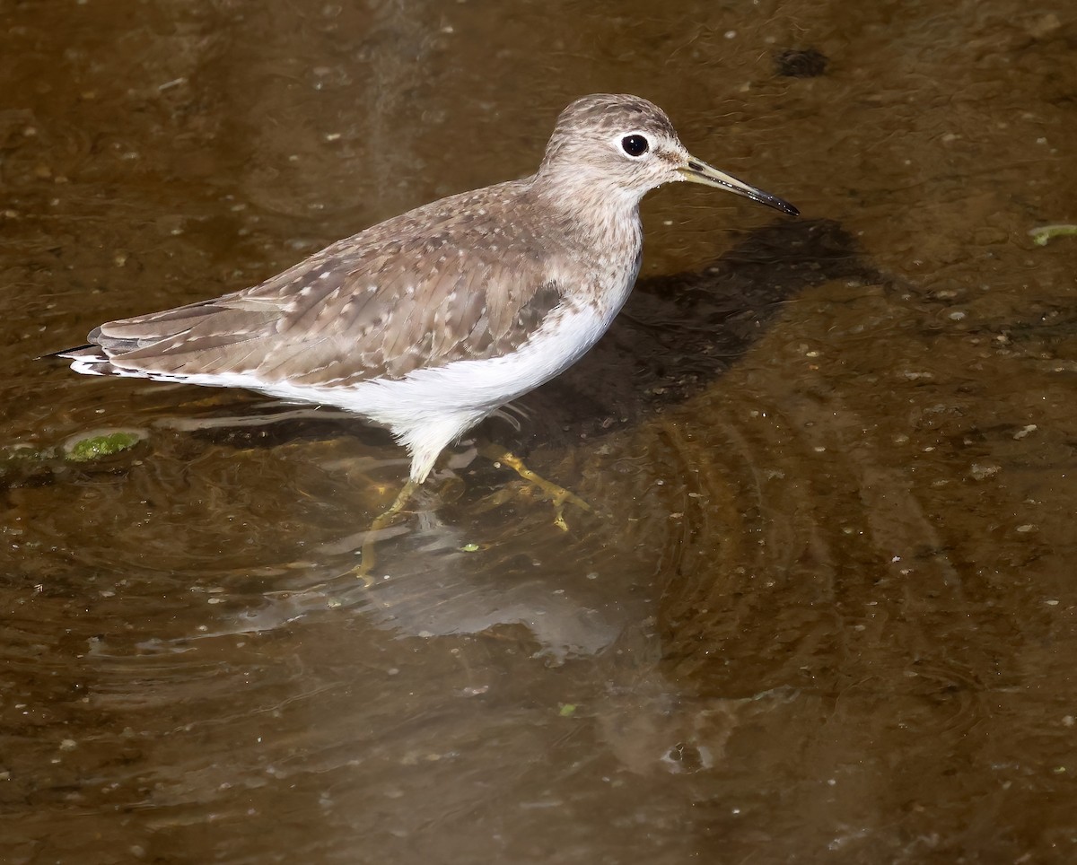 Solitary Sandpiper - ML646322018