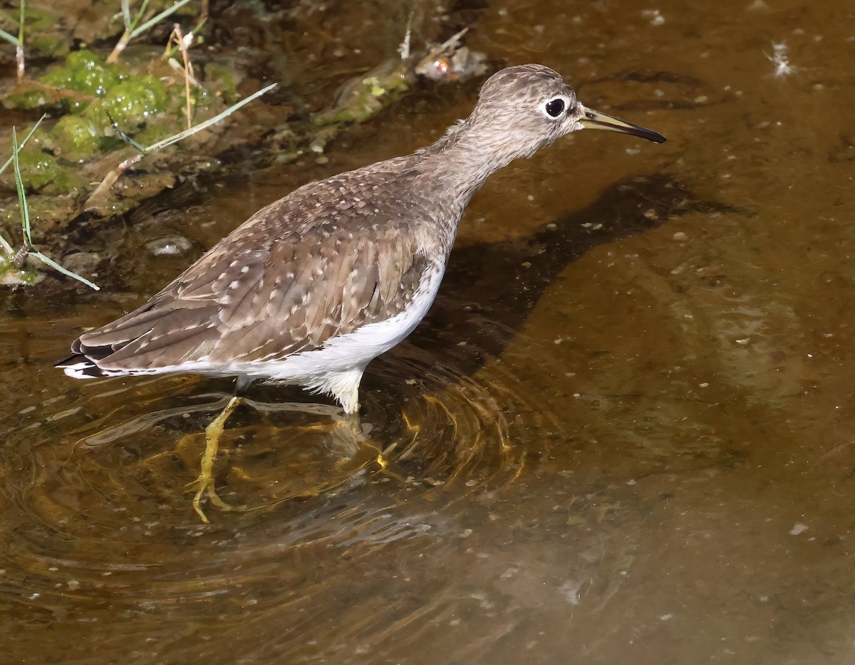 Solitary Sandpiper - ML646322019