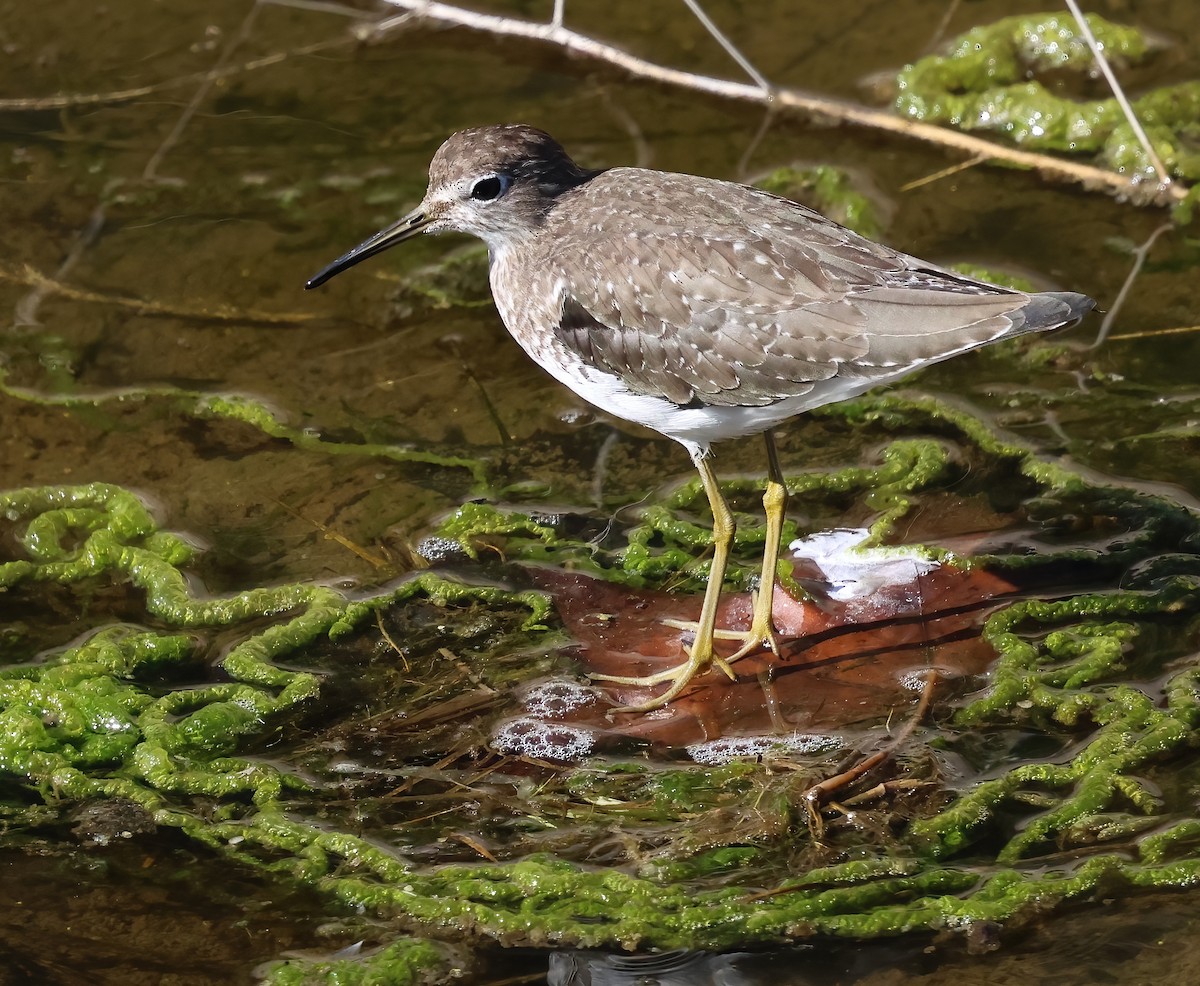 Solitary Sandpiper - ML646322020