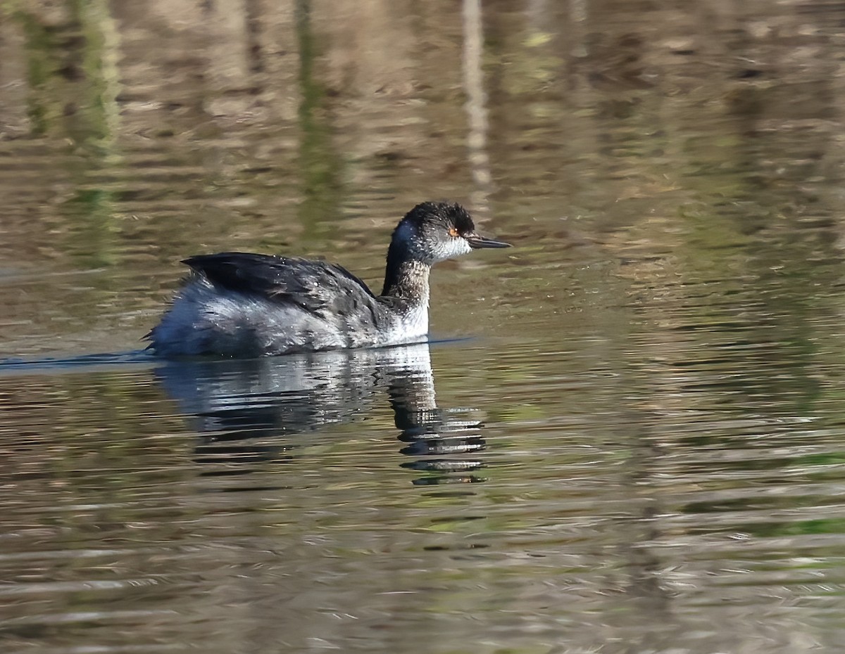 Grèbe à cou noir - ML646322022