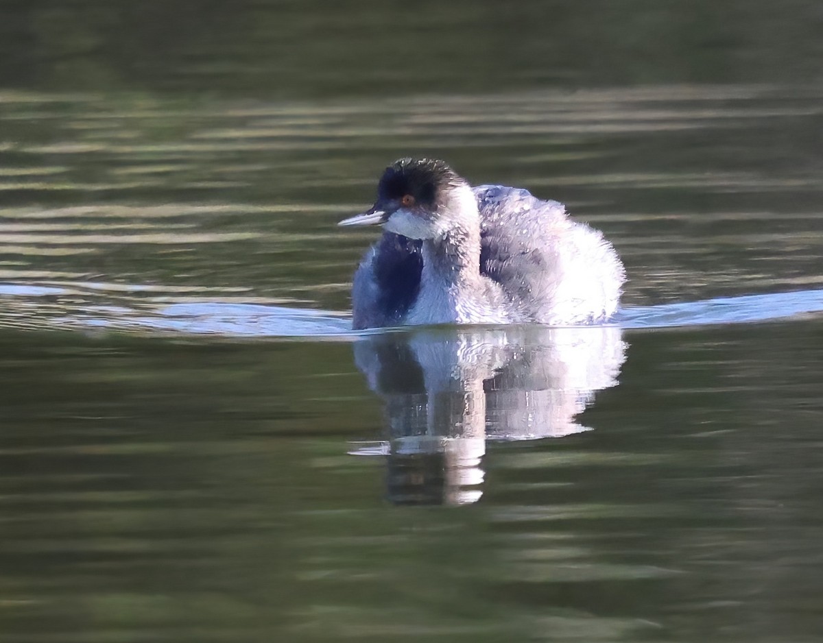 Grèbe à cou noir - ML646322026