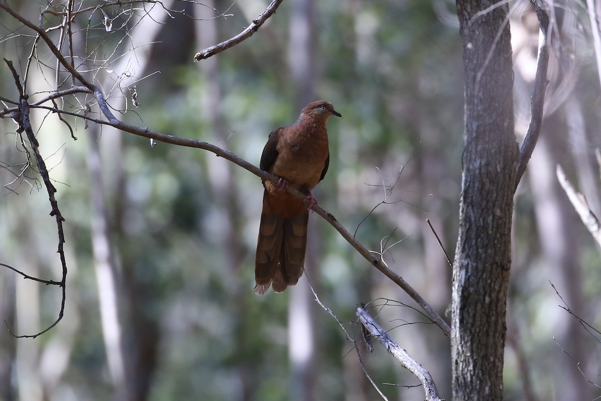 kanelgjøkdue - ML646322030