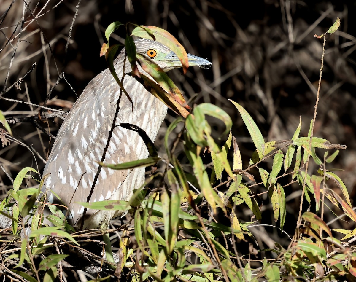 Black-crowned Night Heron - ML646322031