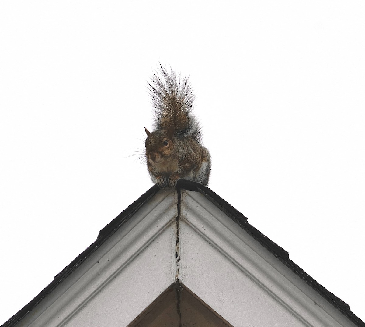 Eastern Gray Squirrel - ML646322032