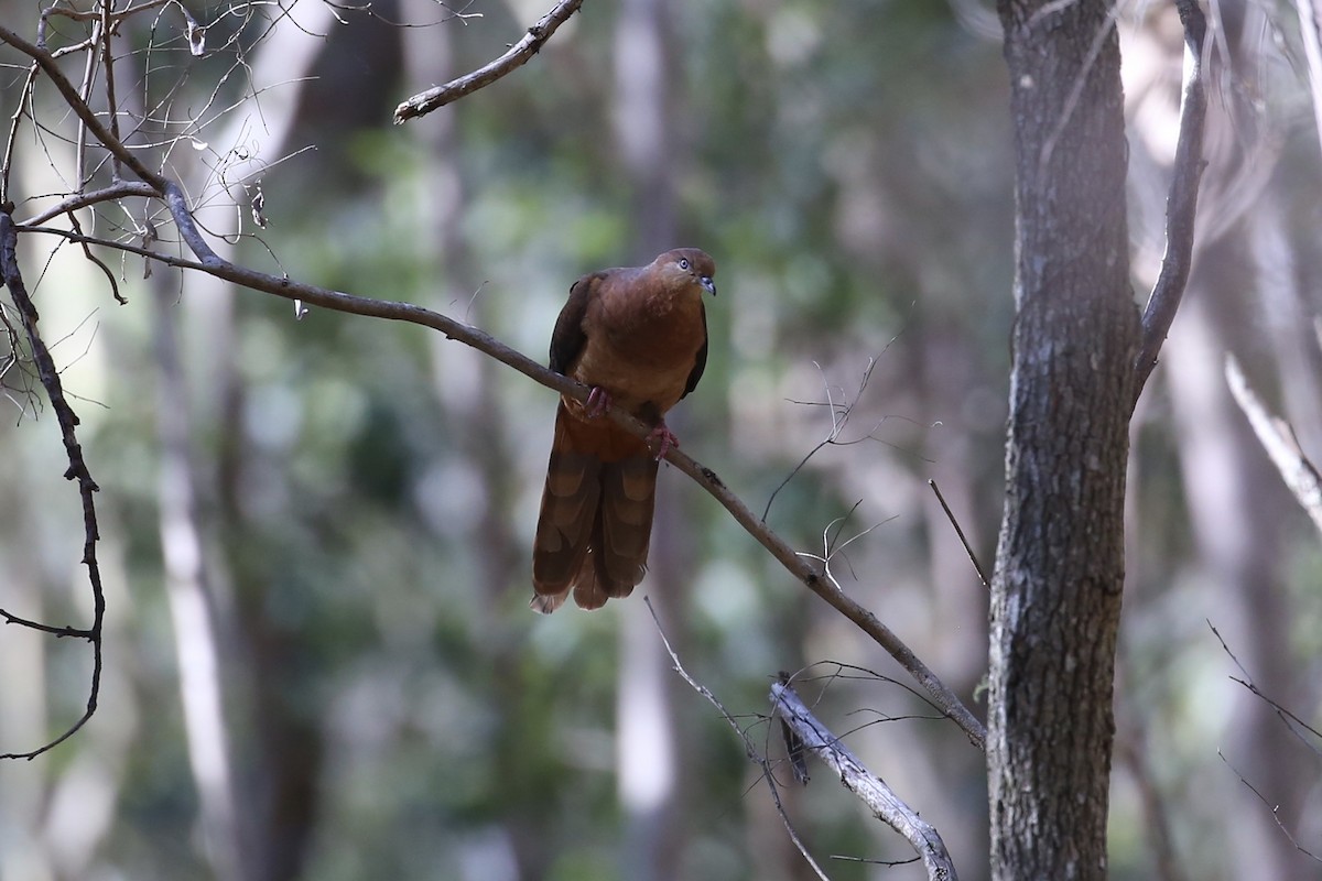 kanelgjøkdue - ML646322033