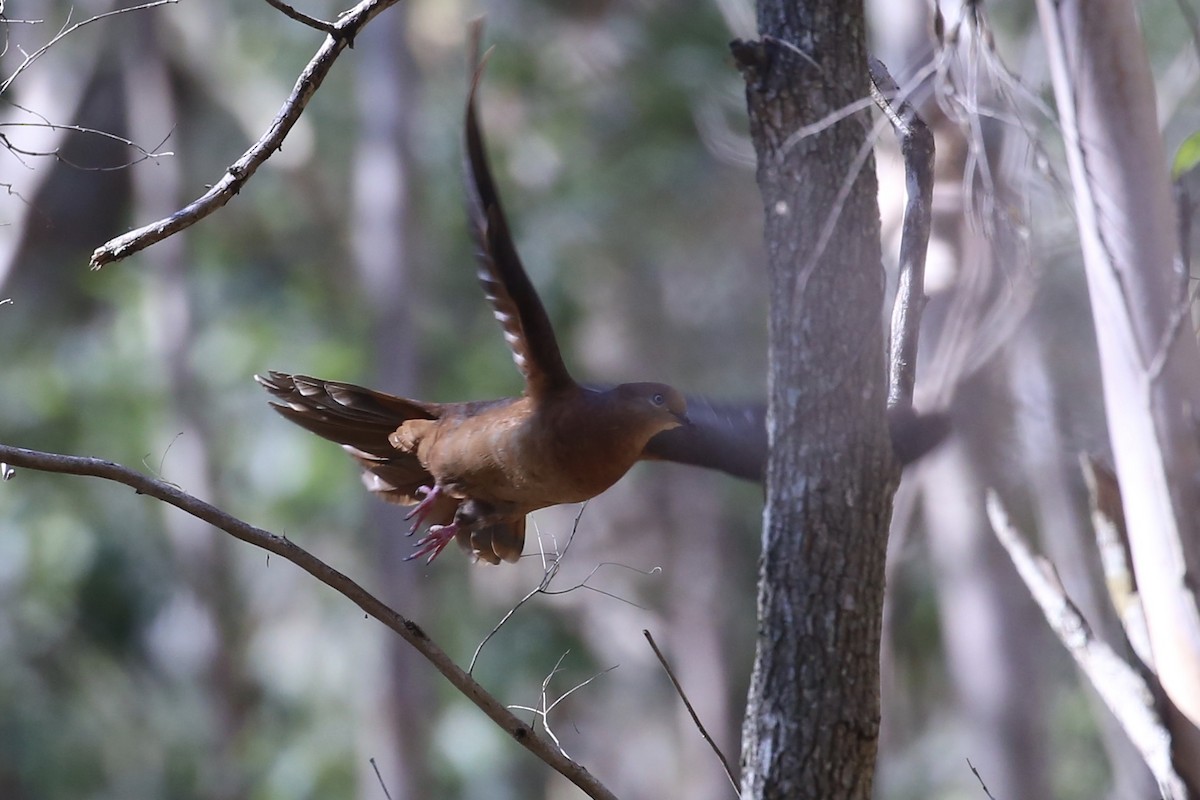 kanelgjøkdue - ML646322034