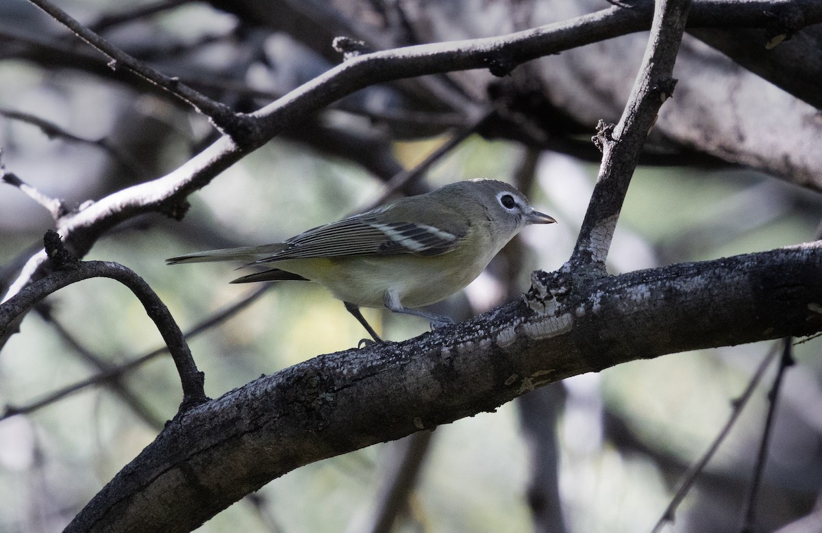 Cassin's Vireo - ML646322042