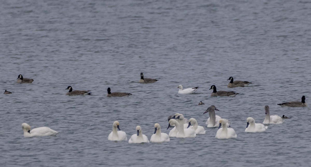 Ánsar de Ross - ML646322043