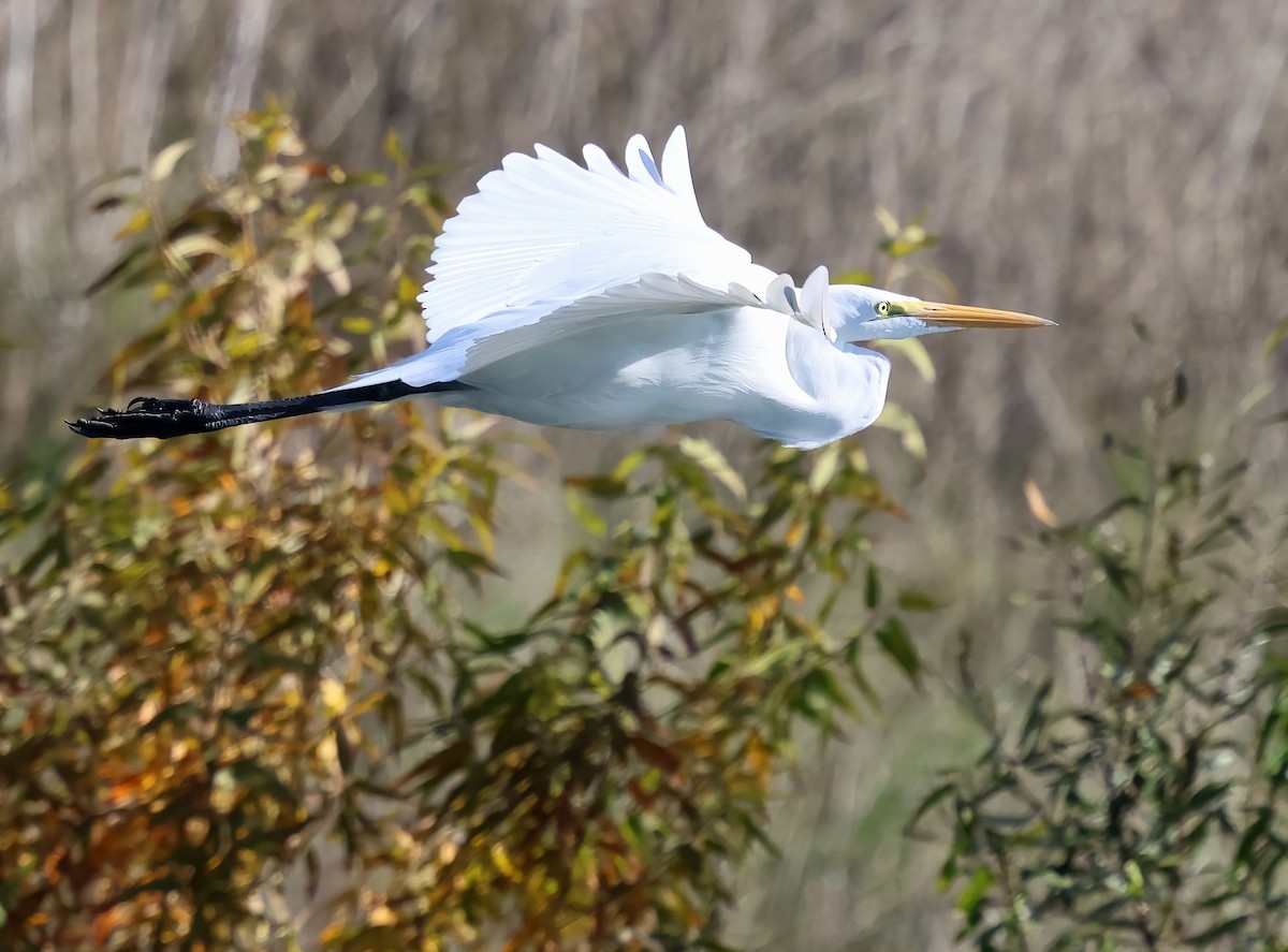 Great Egret - ML646322045