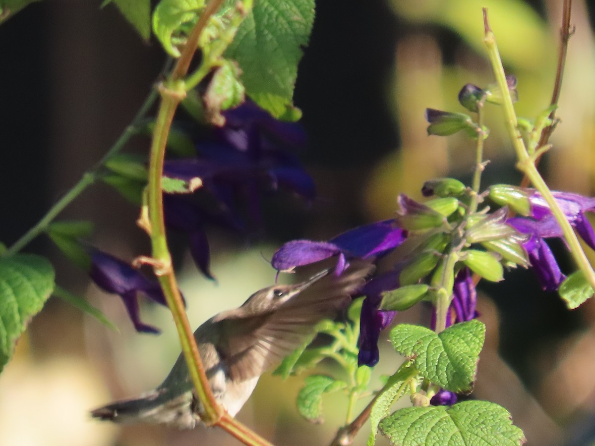 Black-chinned Hummingbird - ML646322047