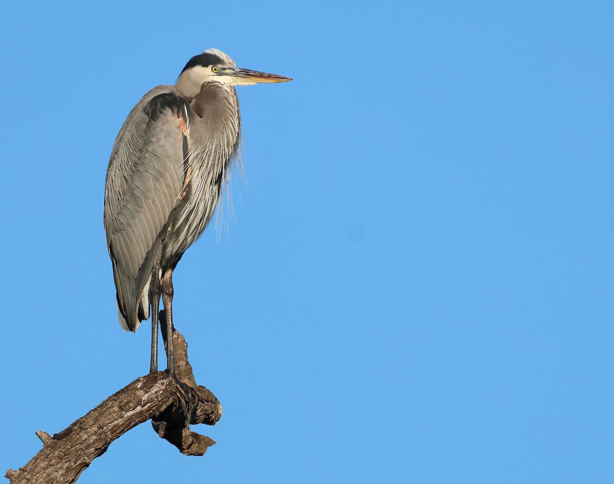 Great Blue Heron - ML646322048