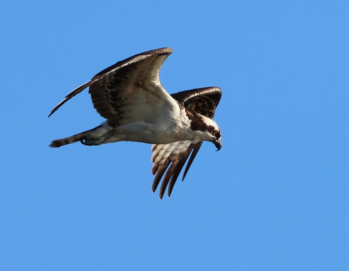 Osprey - ML646322051
