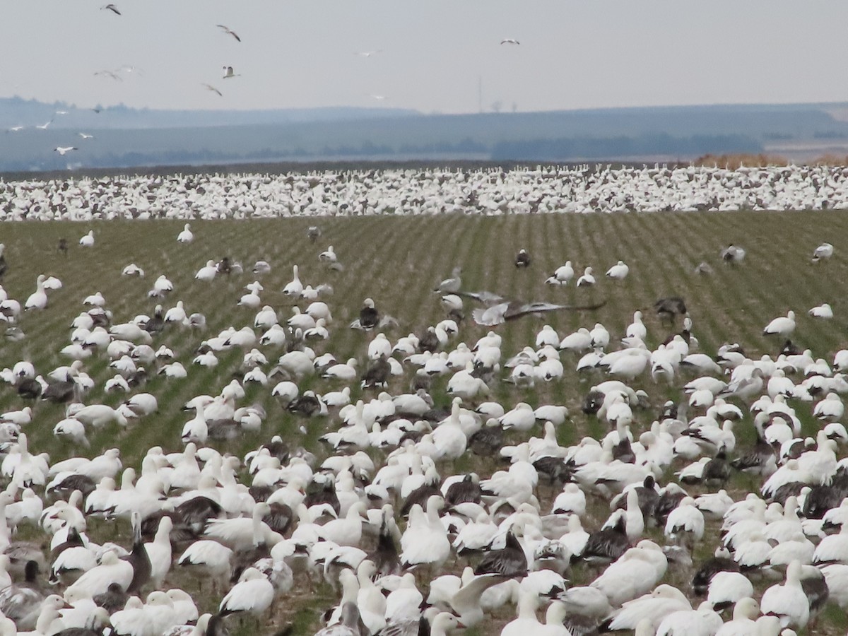 Snow Goose - ML646322052