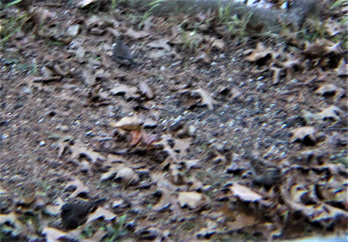 Dark-eyed Junco (Slate-colored) - ML646322054