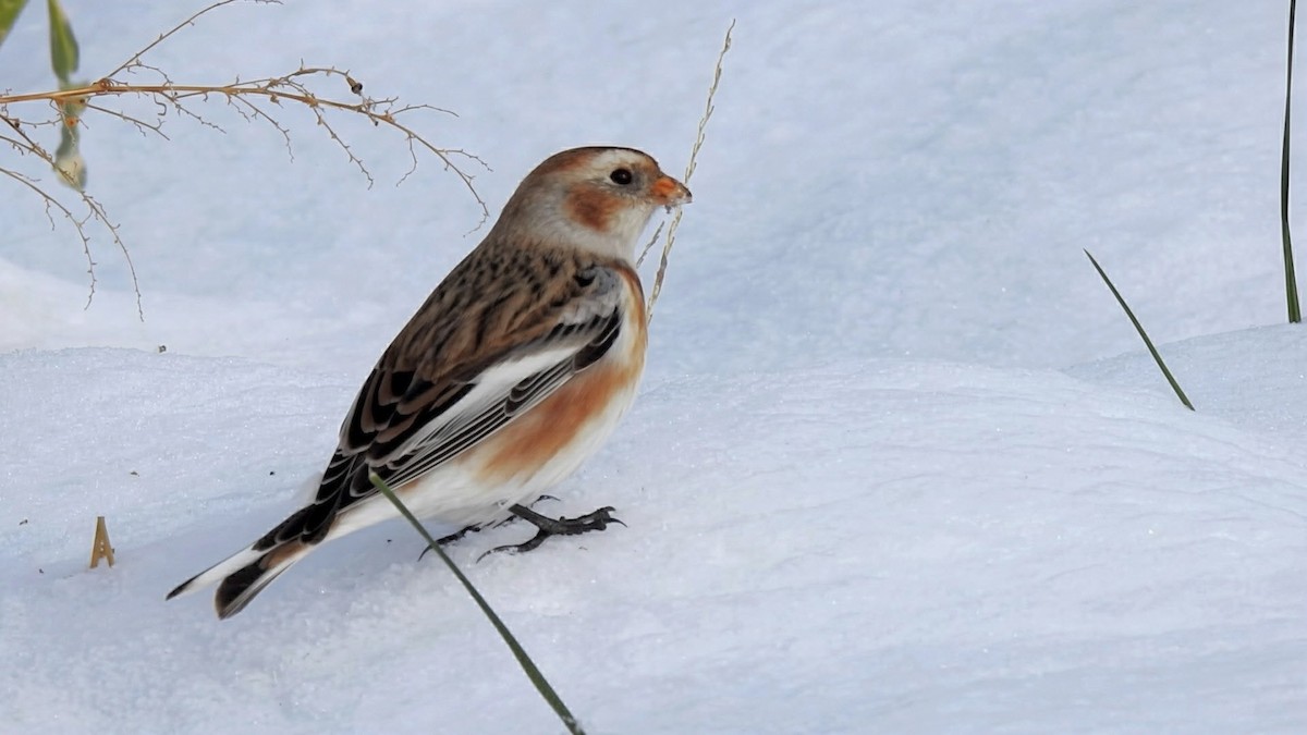 Zigolo delle nevi - ML646322055