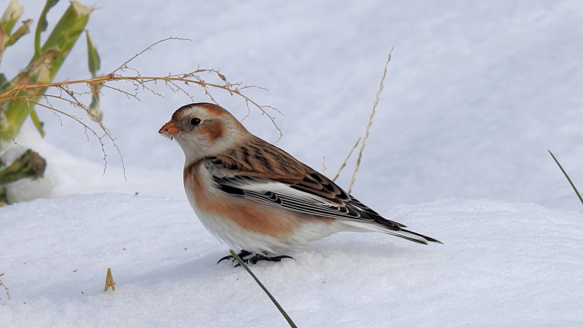 Zigolo delle nevi - ML646322056