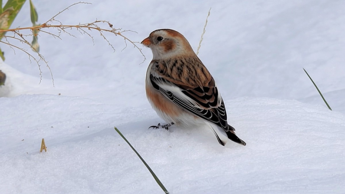 Zigolo delle nevi - ML646322057