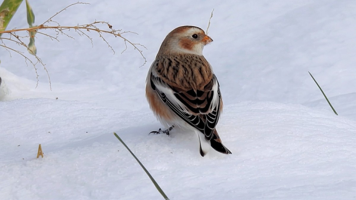 Zigolo delle nevi - ML646322058