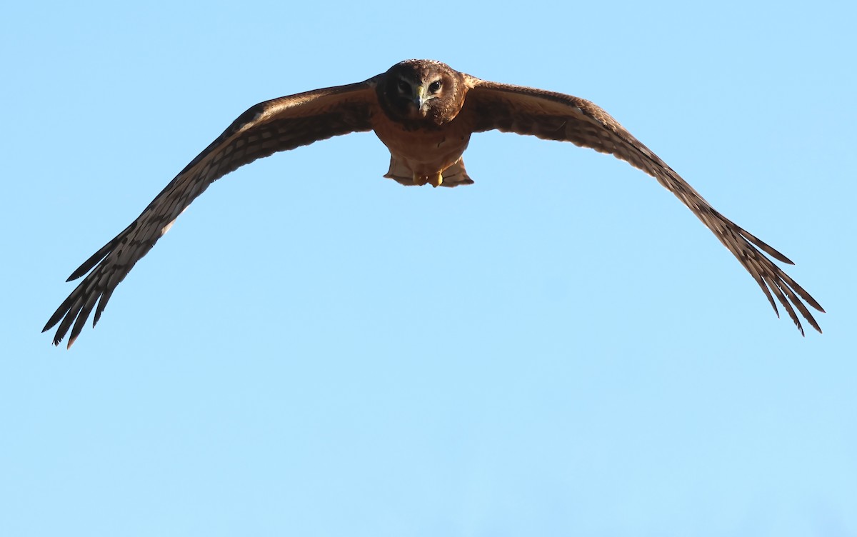 Northern Harrier - ML646322059
