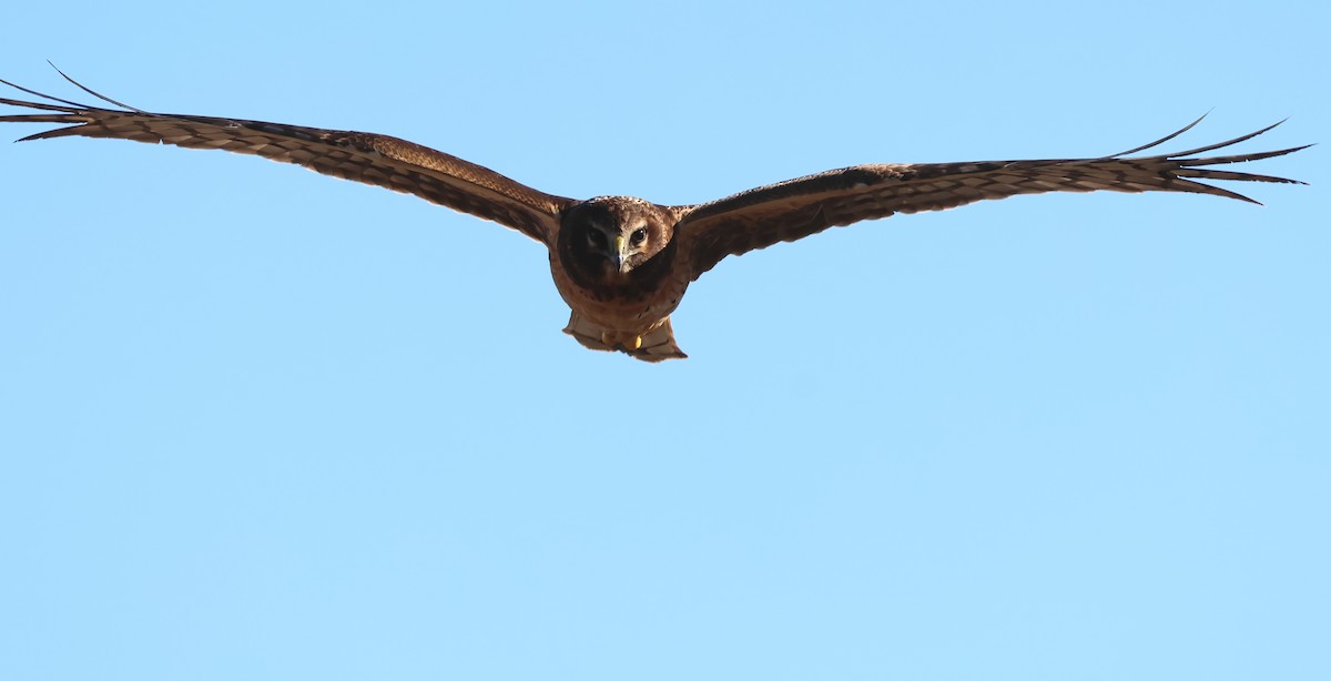 Northern Harrier - ML646322060