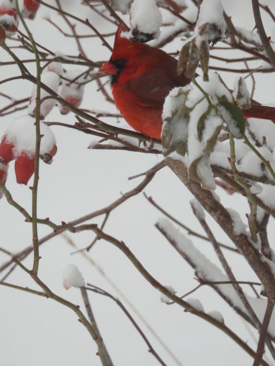 Northern Cardinal - ML646322061