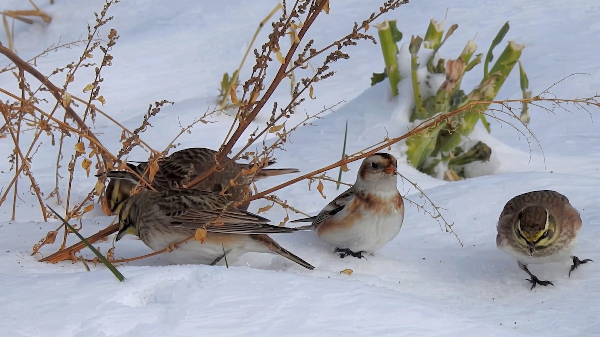 Zigolo delle nevi - ML646322075