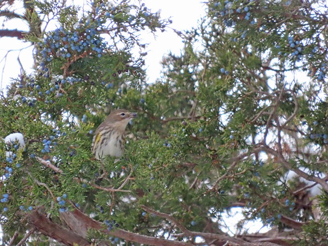 Yellow-rumped Warbler - ML646322076
