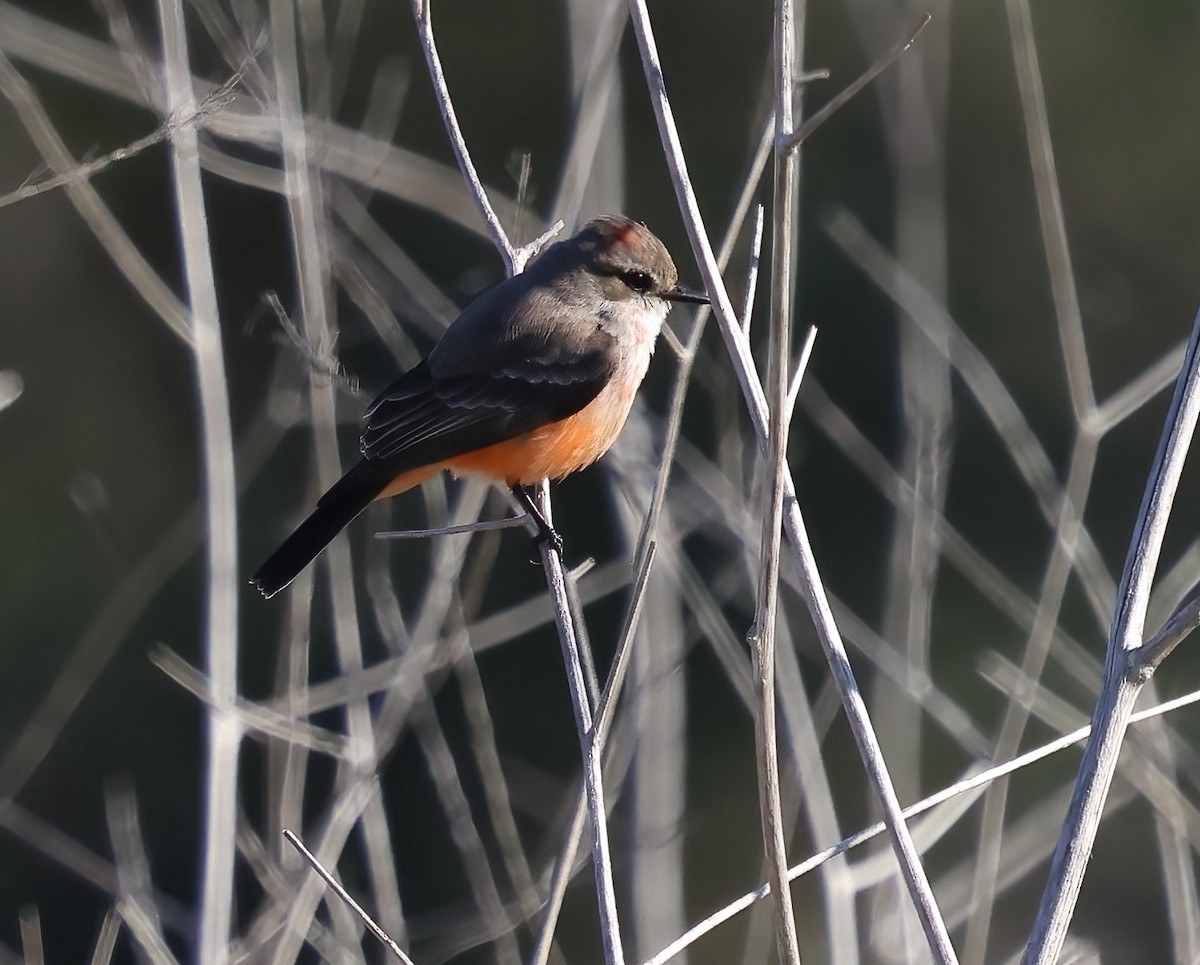 Vermilion Flycatcher - ML646322081