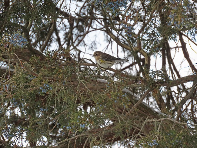 Yellow-rumped Warbler - ML646322082