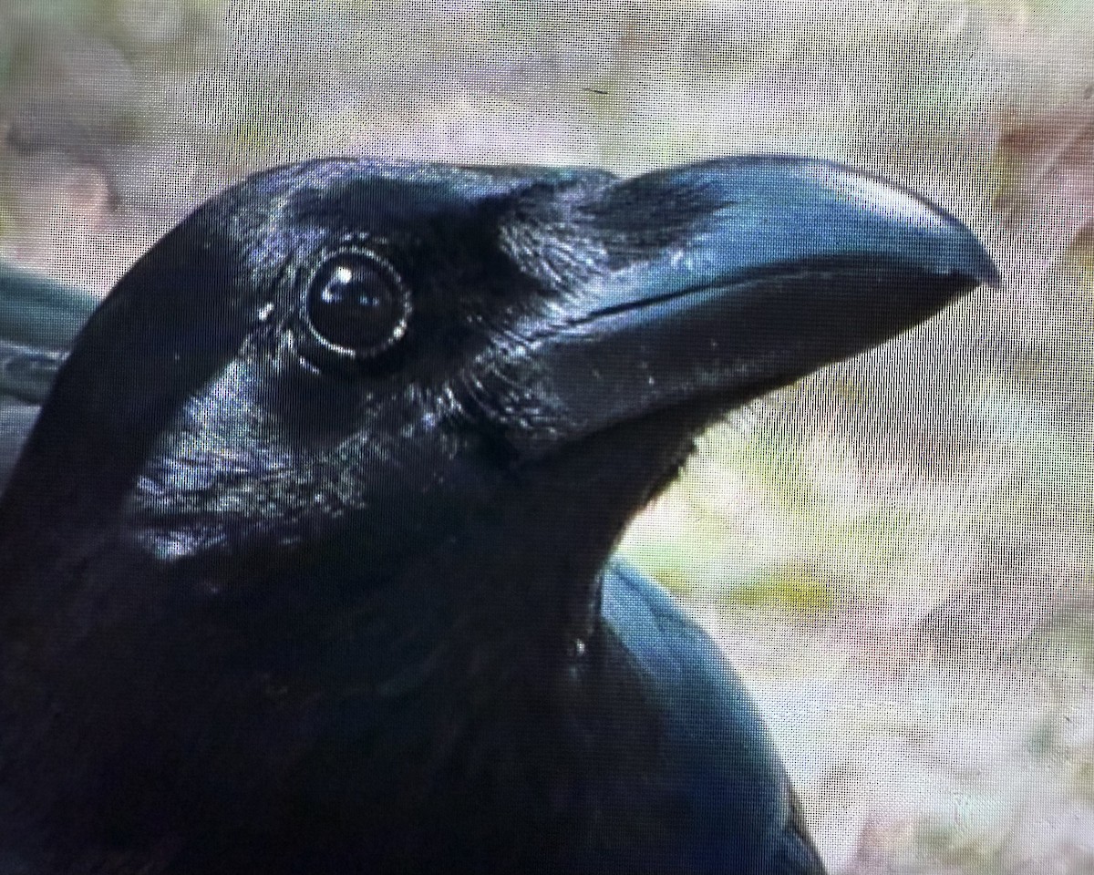 Large-billed Crow - ML646322083