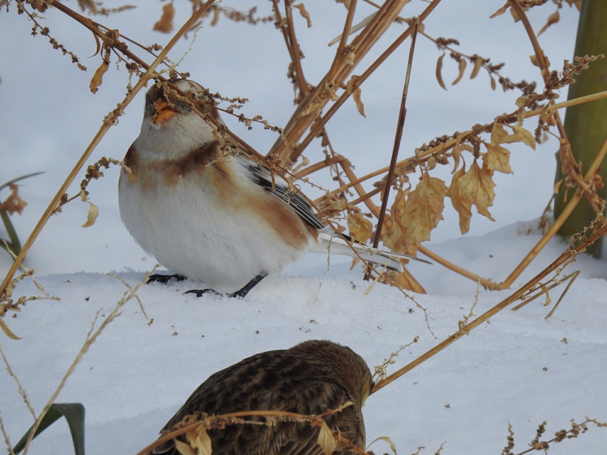 Zigolo delle nevi - ML646322087