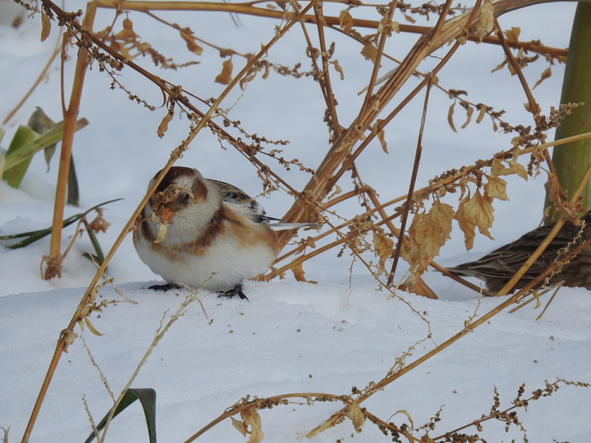 Zigolo delle nevi - ML646322089