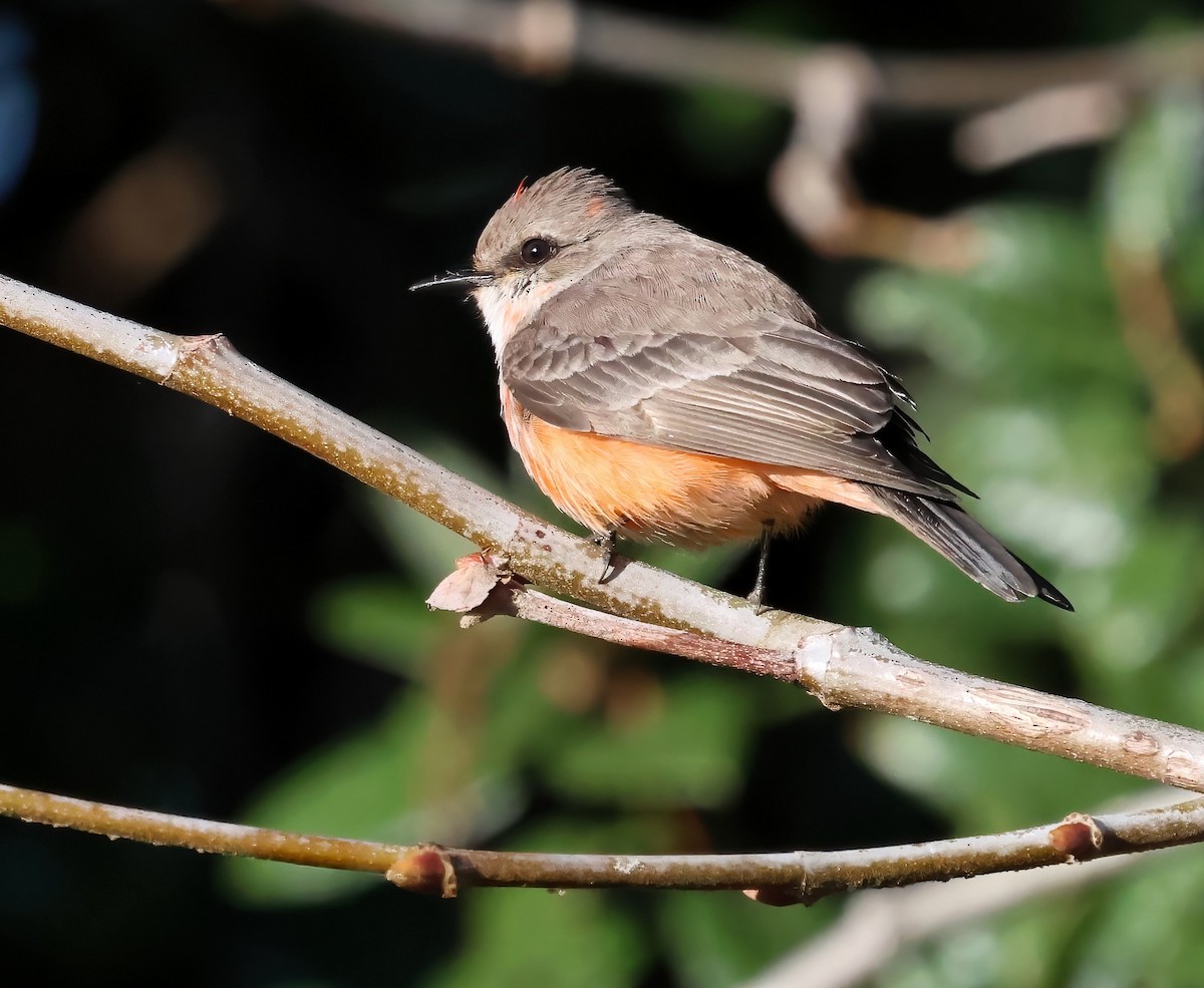 Vermilion Flycatcher - ML646322091