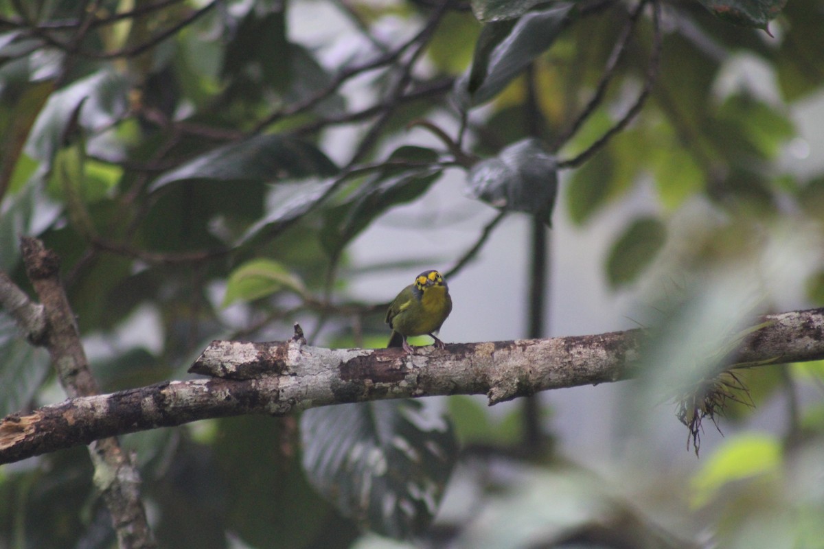 Віреон сіроголовий - ML646322092