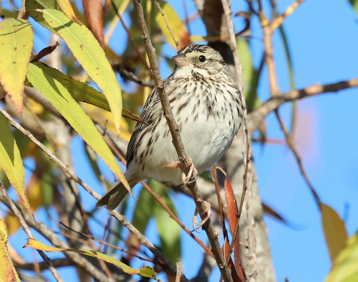 Savannah Sparrow - ML646322095