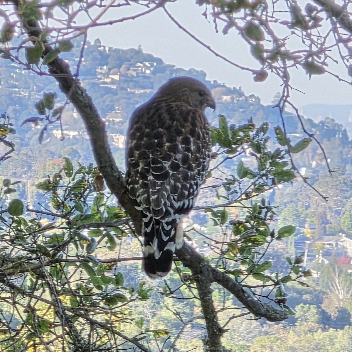 Red-shouldered Hawk - ML646322097