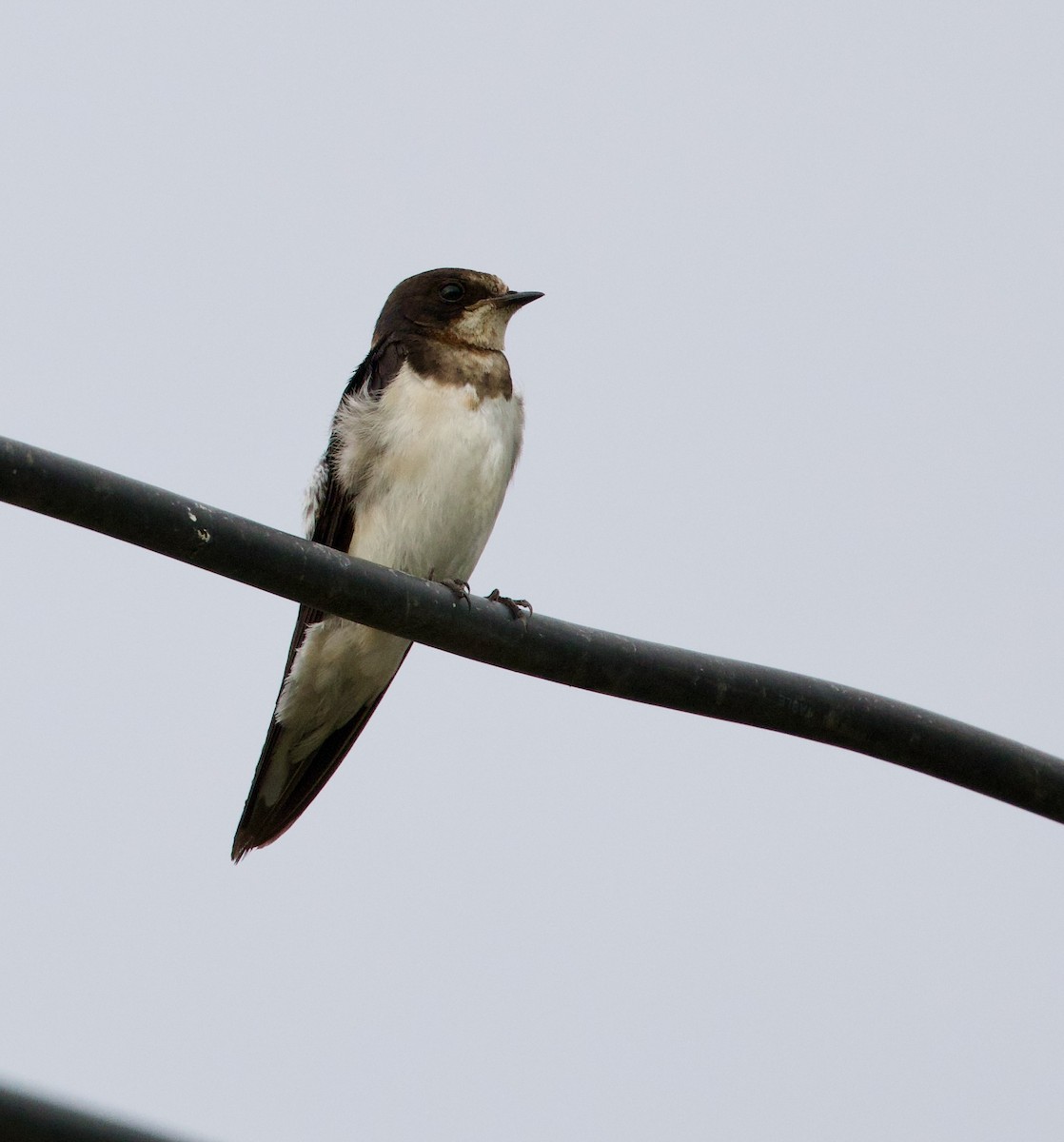 Bank Swallow - ML646322098