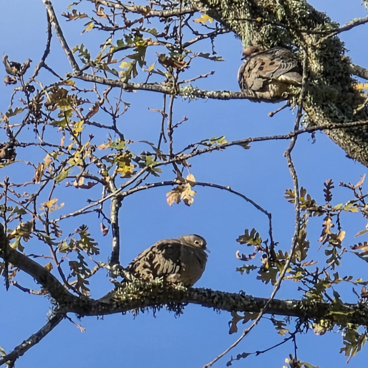 Mourning Dove - ML646322100