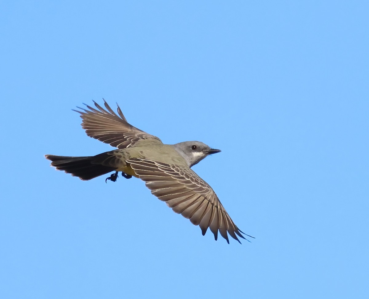 Cassin's Kingbird - ML646322104