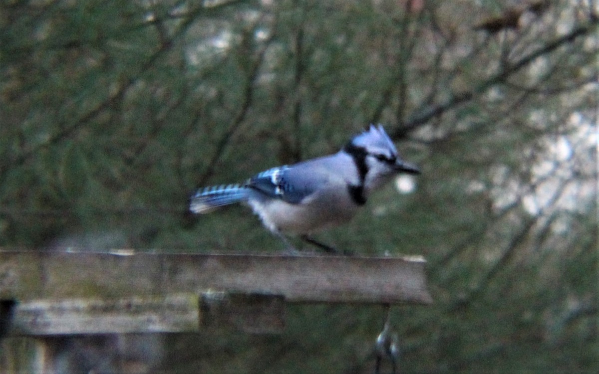 Blue Jay - ML646322105