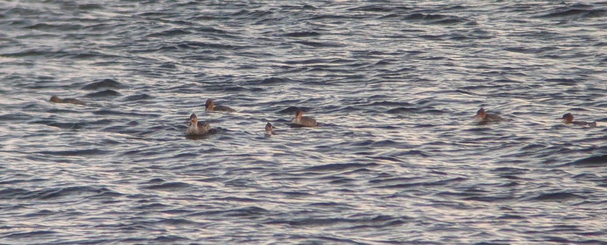 Сэвгэр бохио - ML646322106