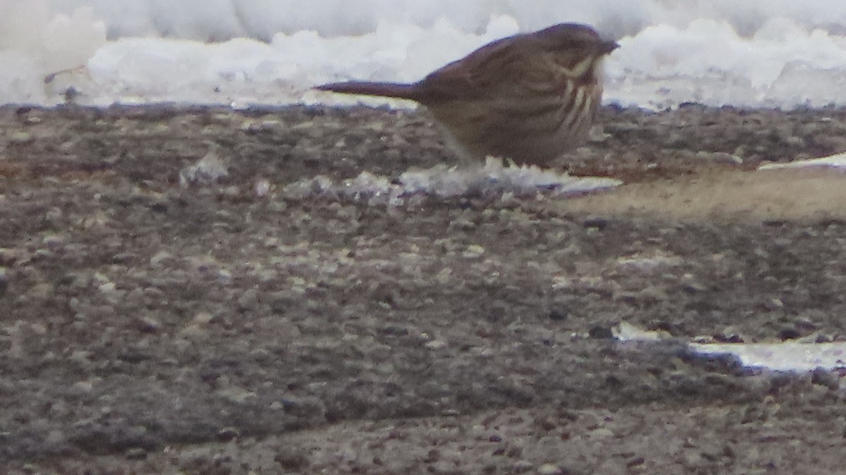 Song Sparrow - ML646322109